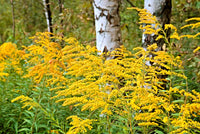 Golden rod solidago garten samen for outdoor anpflanzung