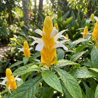 Orange Grün Pachystachys Lutea Blumensamen zur Aussaat – hochwertige Qualitäts- – Traditionssorte & ohne Gentechnik Samen Hausgarten