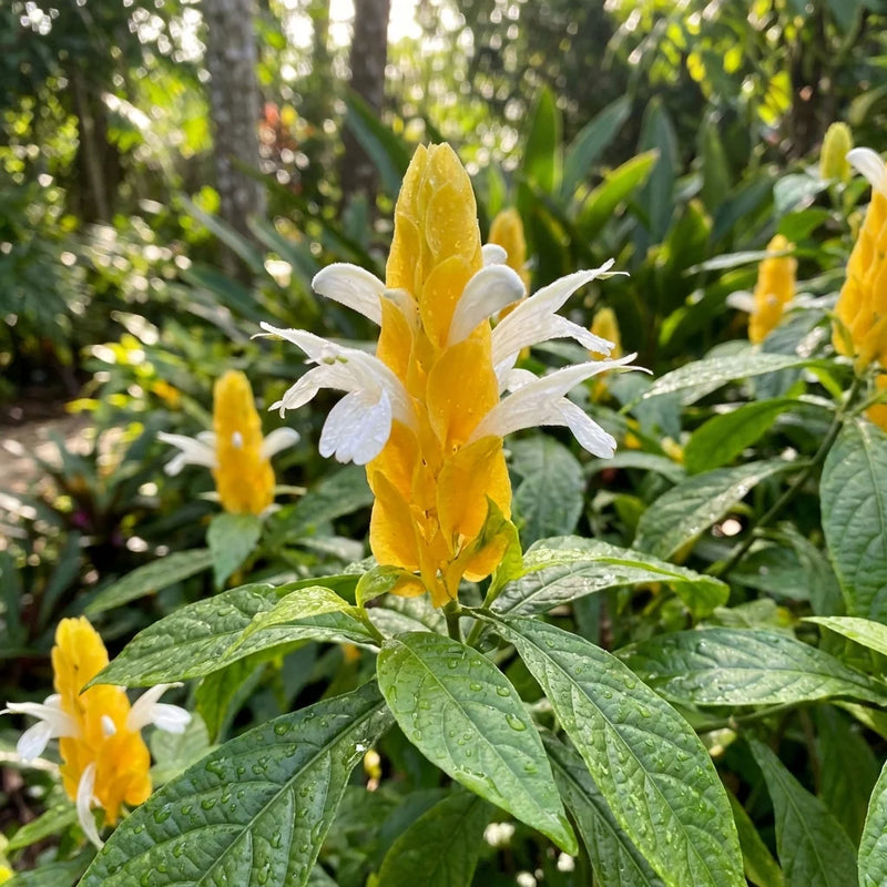 Orange Grün Pachystachys Lutea Blumensamen zur Aussaat – hochwertige Qualitäts- – Traditionssorte & ohne Gentechnik Samen Hausgarten