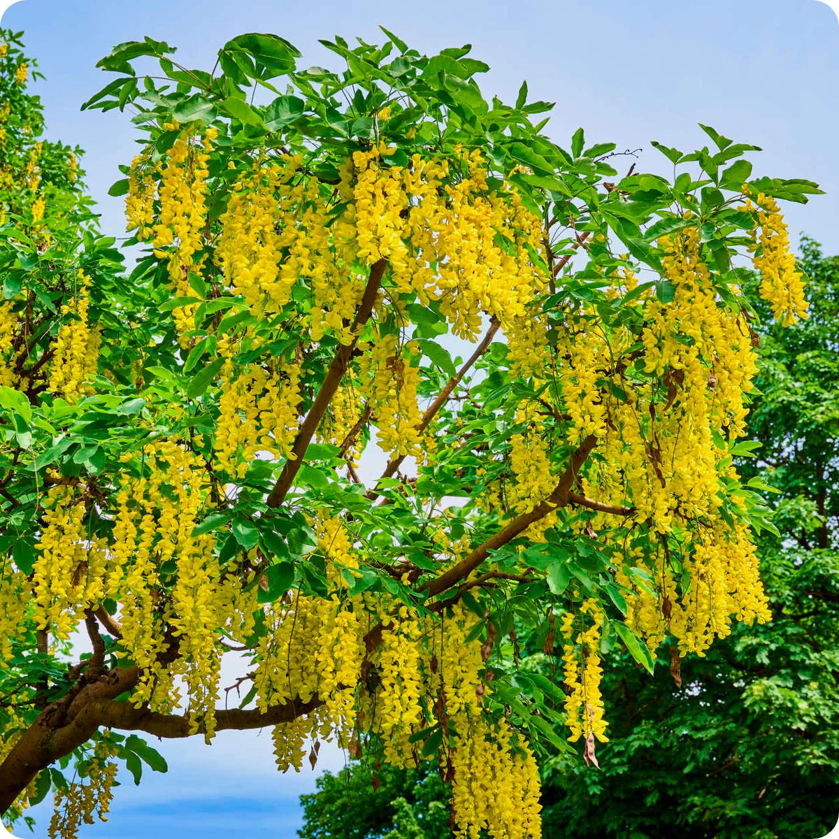 Golden Chain Blumensamen zur Aussaat elegant Garten Blüten