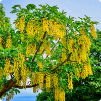 Golden Chain Blumensamen zur Aussaat elegant Garten Blüten