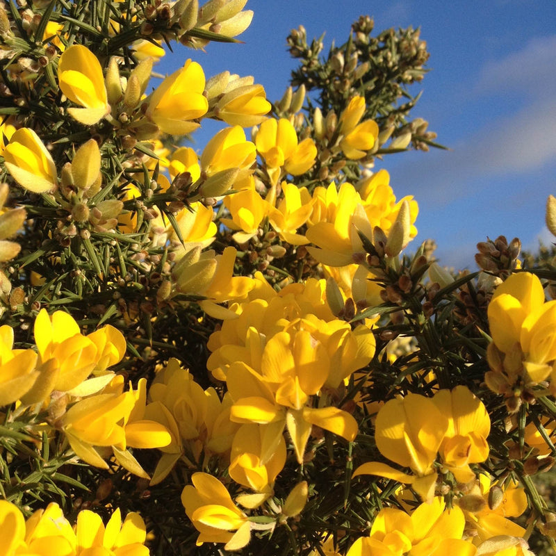 Gorse Ulex Europaeus Blumensamen zur Aussaat robust mehrjährige Samen leuchtend Gelb Blüten