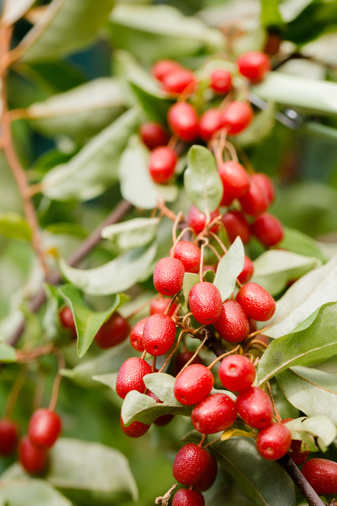 Goumi-Beere Frucht samen für einfaches Anpflanzen