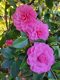 Non gmo graceful rosa camellia samen
