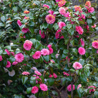 Ornamental graceful rosa camellia evergreen shrub
