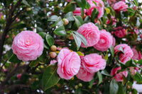 Graceful rosa camellia in patio container
