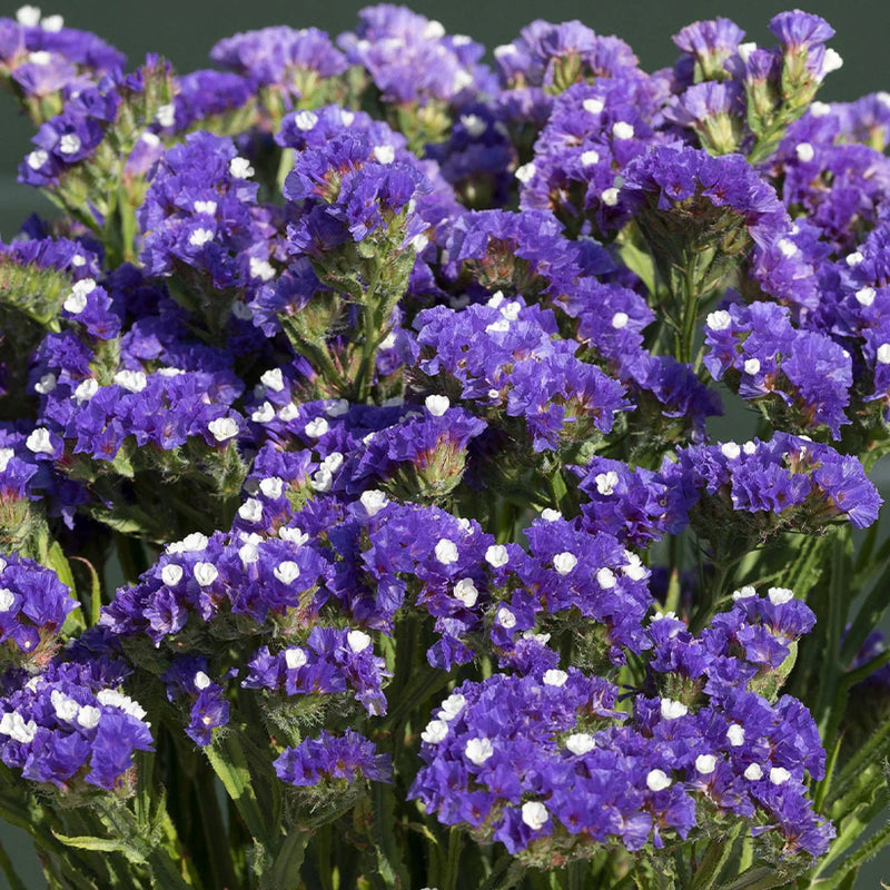 Statice blau river blume samen for anpflanzung - drought tolerant, heirloom & gmo free samen for home garten
 
 sale for anpflanzung in home garten
