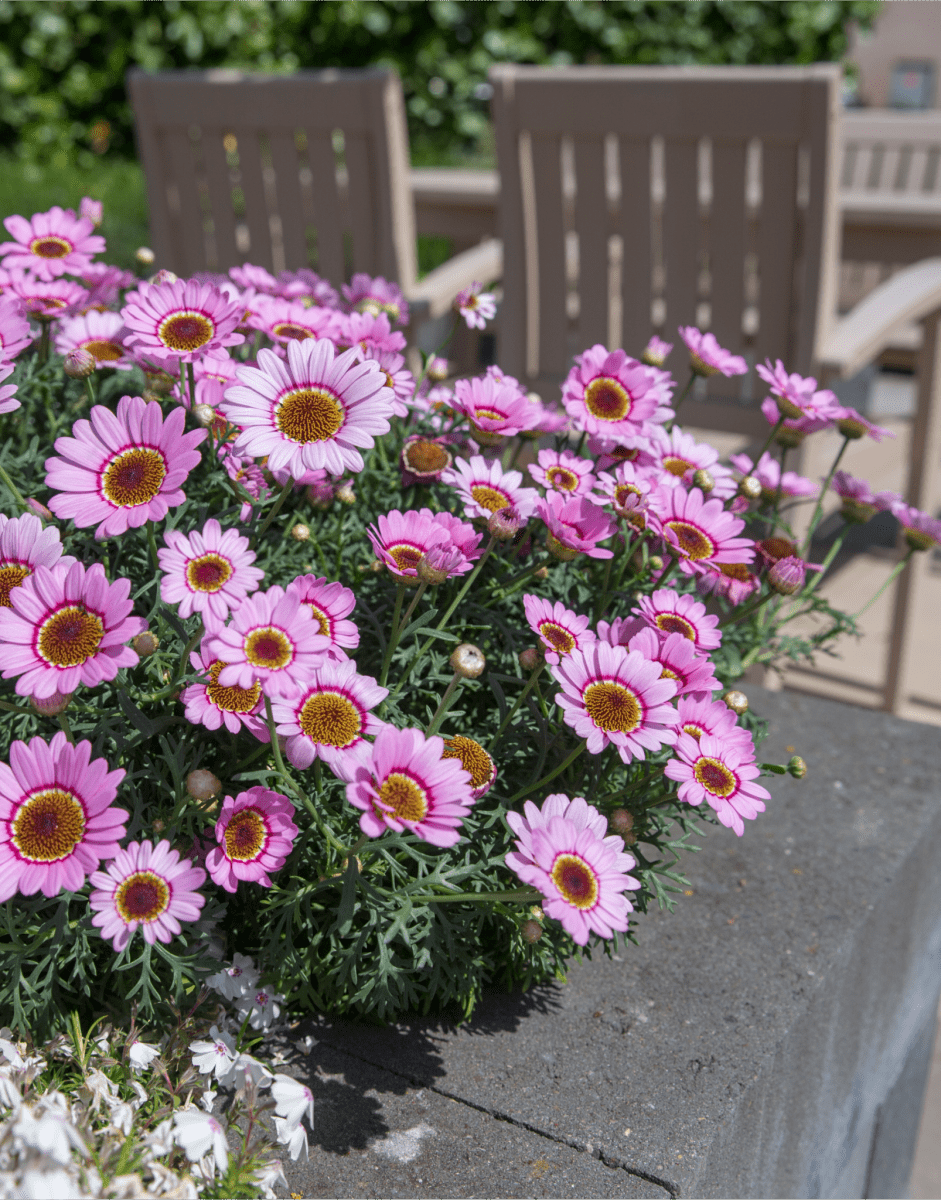 Argyranthemum Blumensamen: wichtig Aussaat Leitfaden