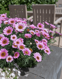 Argyranthemum Blumensamen: wichtig Aussaat Leitfaden