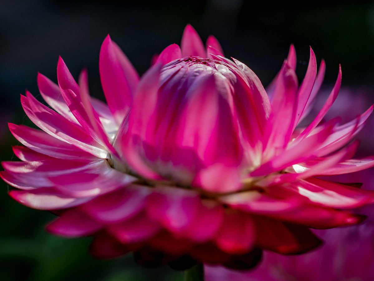 Rot Helichrysum Italicum Blumensamen zur Aussaat – pflegeleicht – Traditionssorte & ohne Gentechnik Samen Hausgarten