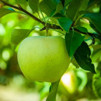 grüner Apfel Frucht Samen für einfaches Anpflanzen