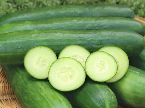 Cucumber Gemüsesamen für einfache Aussaat