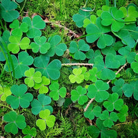 Grün Clover Blumensamen zur Aussaat – Halbschatten verträglich – Traditionssorte & ohne Gentechnik Samen Hausgarten