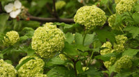 Seaside Serenade Bar Harbor Hortensie Blumensamen zur Aussaat – duftend Blüten – Traditionssorte & ohne Gentechnik Samen Hausgarten