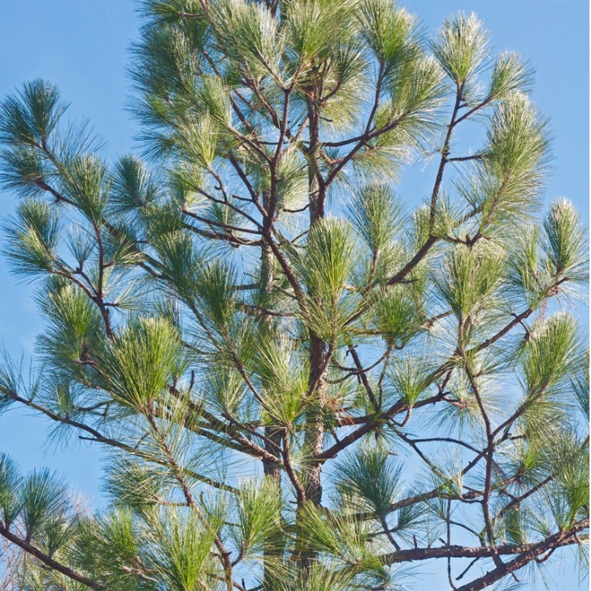 Non-gmo longleaf pine samen