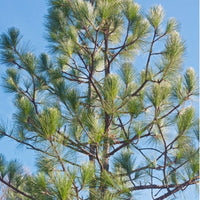 Non-gmo longleaf pine samen