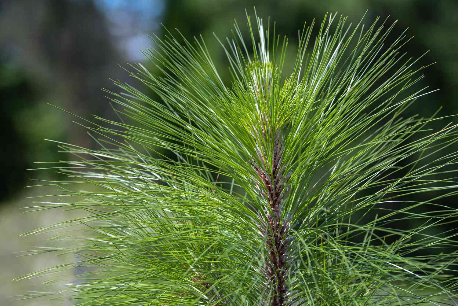 Longleaf pine tree wachsend in a landscape