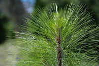 Longleaf pine tree wachsend in a landscape