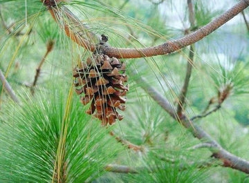 Grün longleaf pine tree samen for anpflanzung