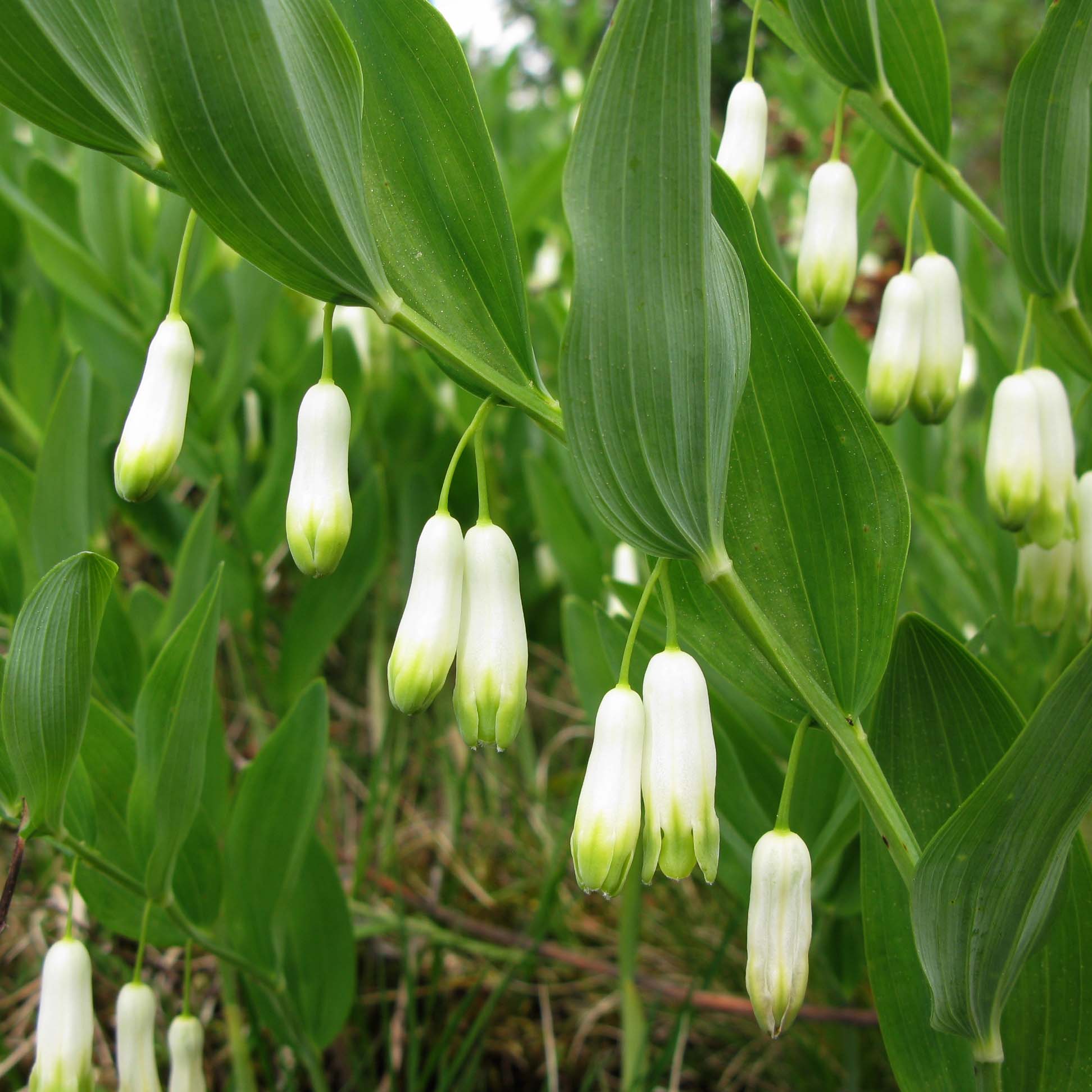 Non gmo grün polygonatum samen