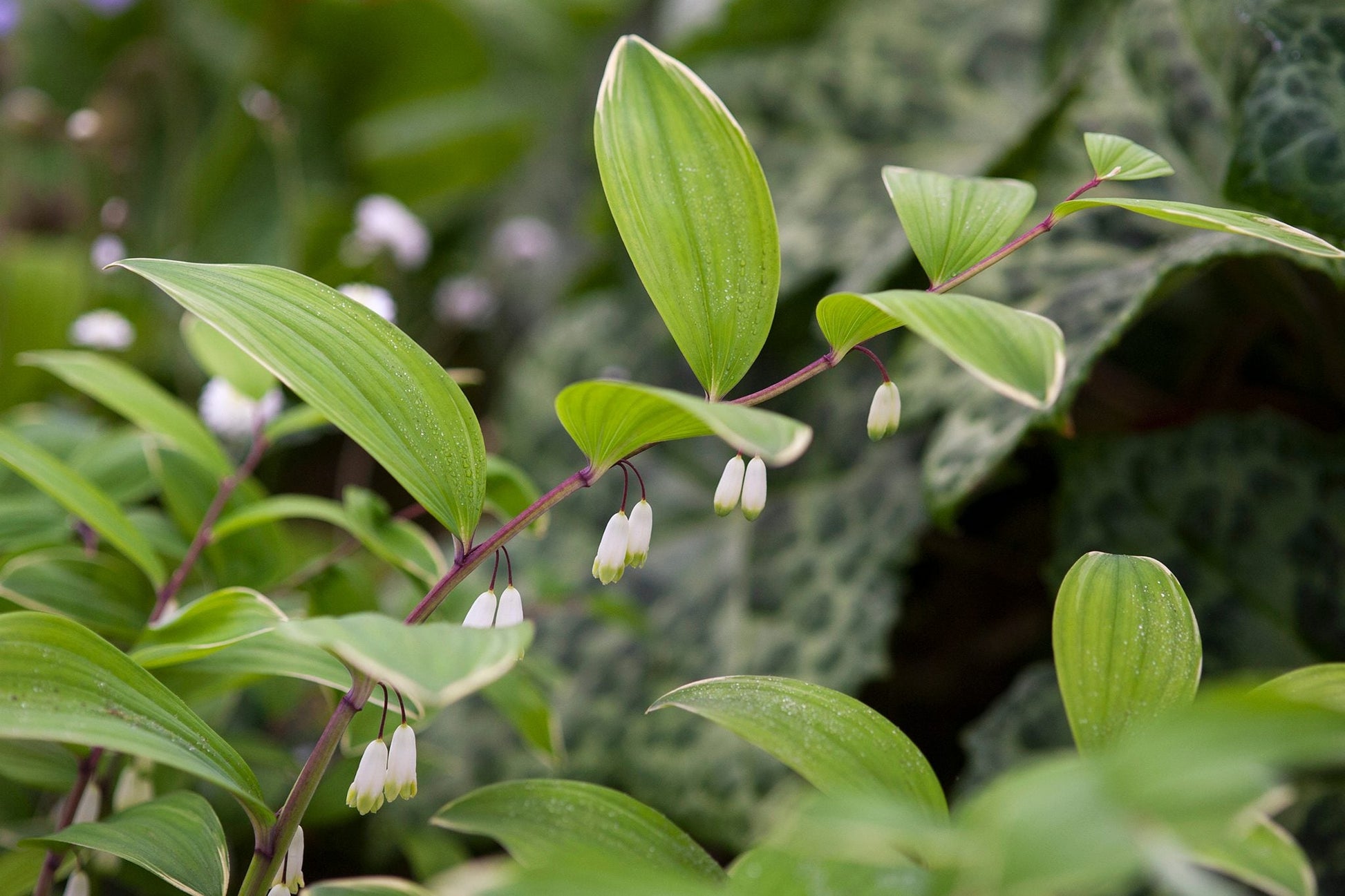 Ornamental grün polygonatum for gardens