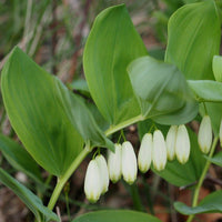 Grün polygonatum in woodland garten anpflanzung