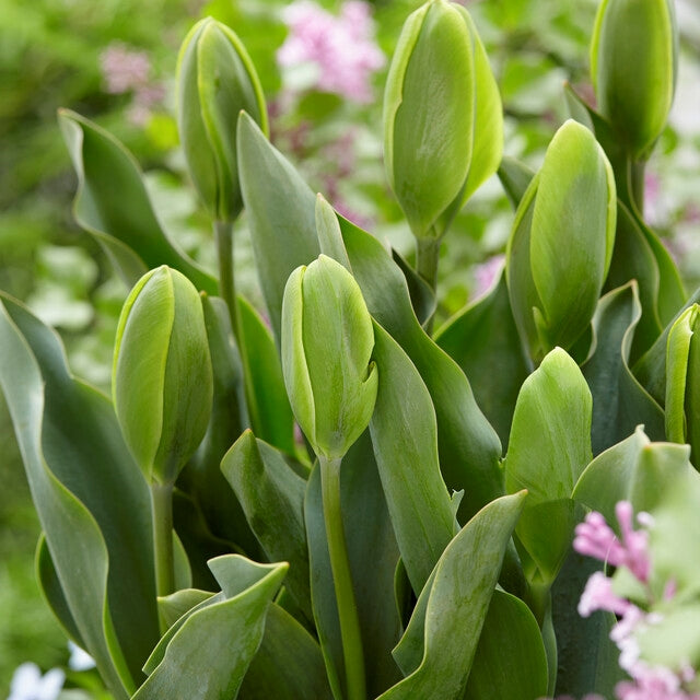 Grün Tulpe Blumensamen zur Aussaat – ideal Rabatten – Traditionssorte & ohne Gentechnik Samen Hausgarten