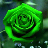 Non gmo grün rose samen