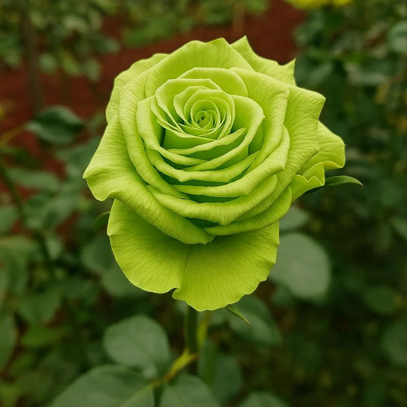 Ornamental grün rose pflanze for gardens