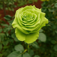 Ornamental grün rose pflanze for gardens