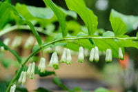 Non gmo grün solomon seal samen