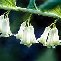 Ornamental grün solomon seal foliage pflanze