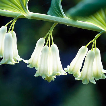 Ornamental grün solomon seal foliage pflanze