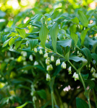 Grün solomon seal pflanze samen for anpflanzung