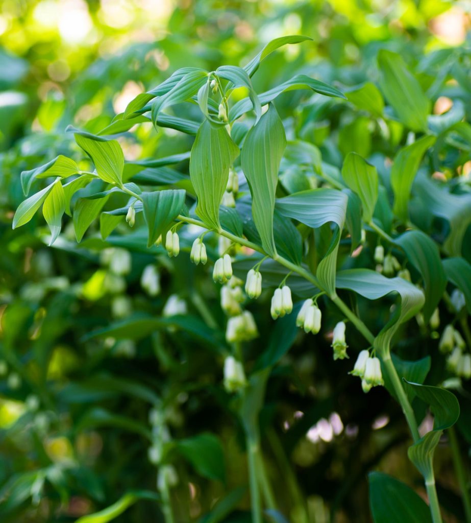 Grün solomon seal pflanze samen for anpflanzung