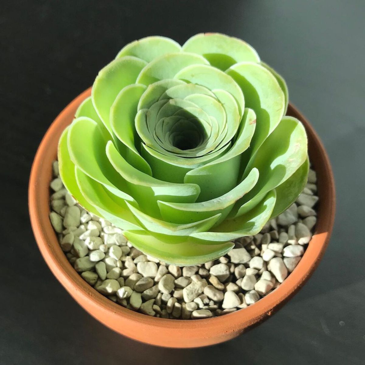 Grün succulent blume samen for anpflanzung
