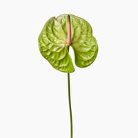 Anthurium blume samen for anpflanzung - grow stunning grün blooms in your garten