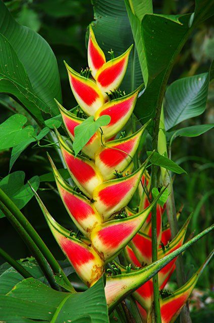 Heliconia Wagneriana Samen tropisch Aussaat leuchtend exotisch Blüten