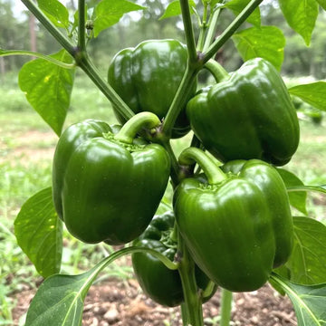 Green Crispum Capsicum Gemüse Samen zum Pflanzen  Fresh Leafy Greens