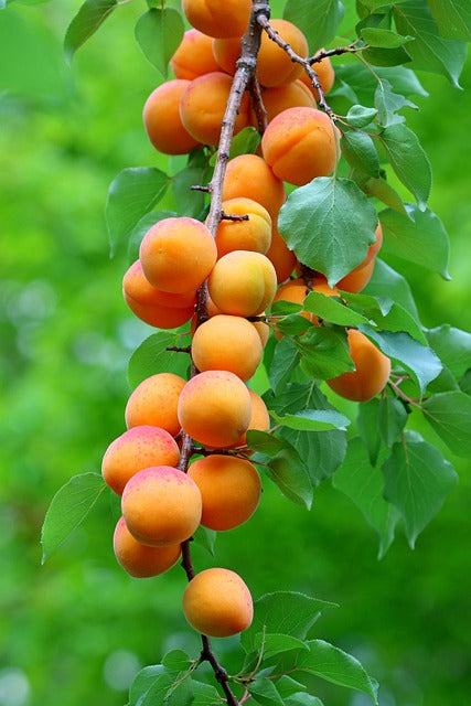 Aprikose  Frucht Samen für einfaches Anpflanzen