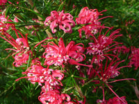 Grevillea (grevillea blume) samen for anpflanzung in home garten