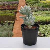 Drought-tolerant grey sedum succulent
