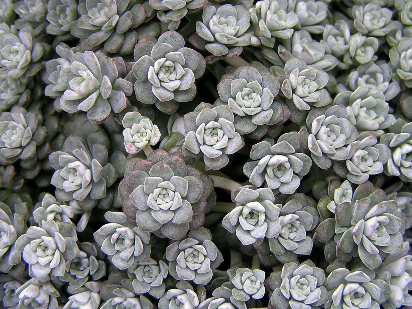 Grey sedum pflanze for rock gardens
