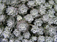 Grey sedum pflanze for rock gardens