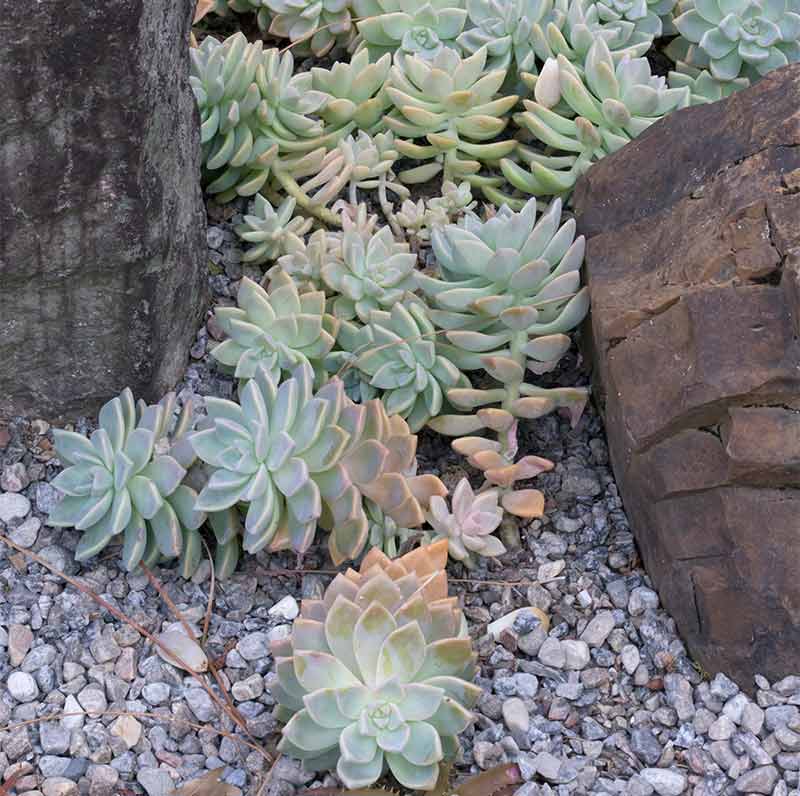 Hardy grey sedum succulent for töpfen