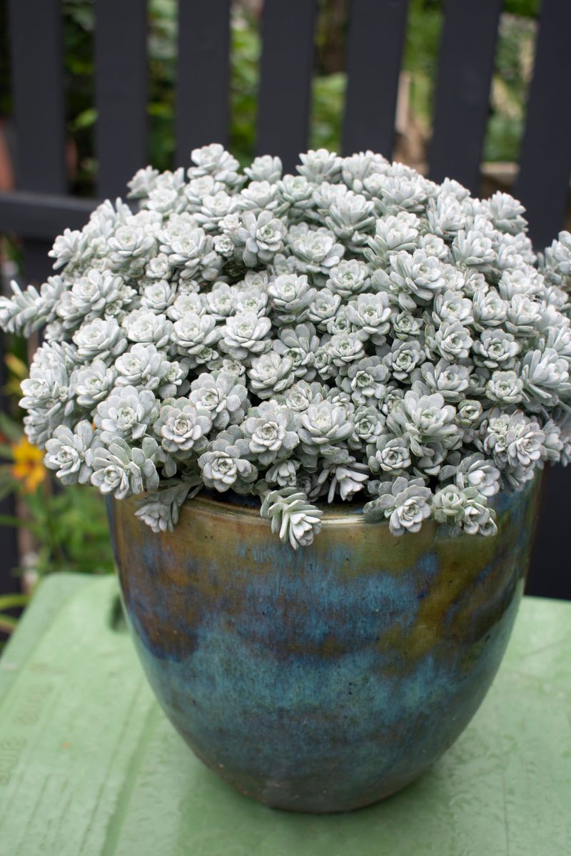 Grey sedum succulent samen for easy anpflanzung