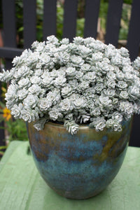 Grey sedum succulent samen for easy anpflanzung