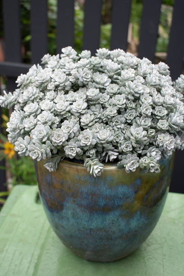 Grey sedum succulent samen for easy anpflanzung