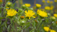 Grindelia Blumensamen zur Aussaat – saisonal Dauerblüher – Traditionssorte & ohne Gentechnik Samen Hausgarten