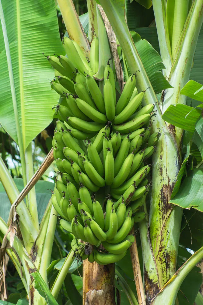 Bananensamen für einfaches Anpflanzen
